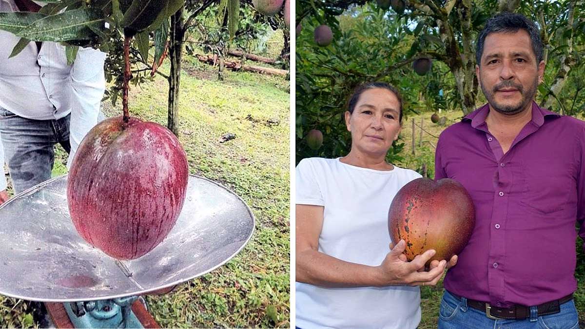 it-is-the-world-s-heaviest-mango-guinness-world-record-incorporated