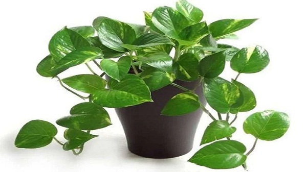 Vastu Tips: Place Money Plant In This Direction At Home It Will Have ...